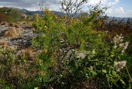 Image result for Aeschynomene nodulosa