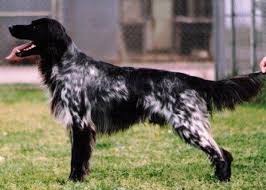 Image result for Velký münsterlandský ohař