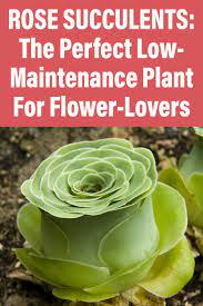Rose Succulents Low Maintenance Plants Succulents Easiest Flowers To Grow