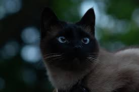 Kucing siam adalah kucing dengan ras oriental yang sangat mudah ditemui di thailand. Kucing Siam Licik Mata Biru Pikist