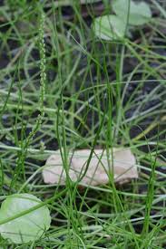 Image result for Triglochin striata