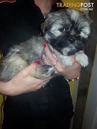 For sale 3 males maltese x shih tzu pup $350.00 each. Shmoodle Shih Tzu X Maltese X Toy Poodle Puppy Male At Erina For Sale In Erina Nsw Shmoodle Shih Tzu X Maltese Toy Poodle Puppy Poodle Puppy Puppies
