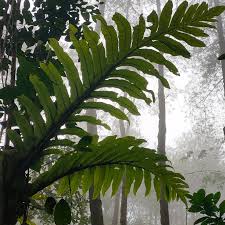 Image result for Drynaria volkensii