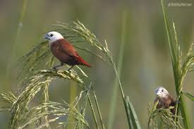Black Birds With White Heads White Headed Munia Lonchura Maja Animals Beautiful Whiteheads Bird Watching