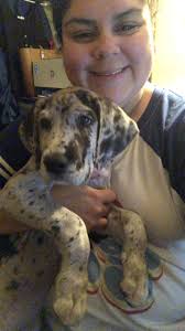 What is causing the nub/tail area of my 11-year-old female schnauzer?