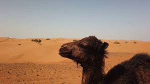 Find the perfect baby camel and mother stock photo. Cute Baby Camel Calling Mom Youtube