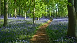 Late spring flowers will begin blooming after the last frost. Spring Blooming Flowers Every Garden Should Have 31 Daily