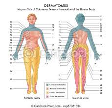 Completed as part of a set with bimd 221: Map Of Dermatomes Map On Skin Of Cutaneous Sensory Innervation Of The Human Body Canstock