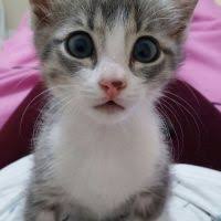 eczacibasi pisi pisi pudra kokulu topaklanan ince taneli kedi kumu 10kg kedi bebek pudrasi kina