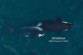 Blue whales can swim at speeds up to 20 mph, but they usually travel more slowly. Here S What Pregnant Orcas Are Up Against In Puget Sound Crosscut