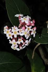 Image result for Rogiera amoena