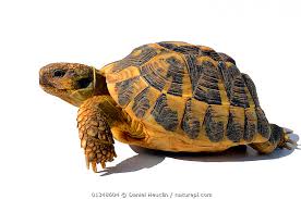 Image result for Hermannia eenii