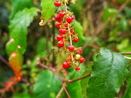 Image result for Petiveriaceae