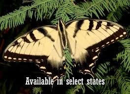 The eastern tiger swallowtail caterpillar begins its life as an egg laid on a host plant, most commonly deciduous trees and shrubs like lilac, willow, birch, ash, wild cherry, basswood, and tulip poplars. Tiger Swallowtail Chrysalis