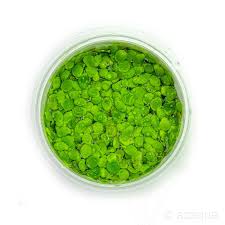 Image result for Spirodela polyrrhiza