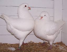 Image result for pigeons