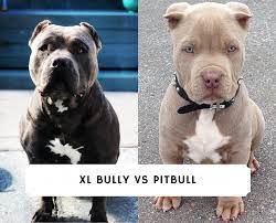 We accept western union, money order, cashapp, wire transfer ($50 fee per transaction), venmo Xl Bully Vs Pitbull What S The Difference We Love Doodles