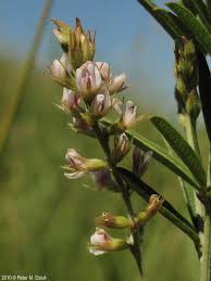 Image result for Buchnera leptostachya