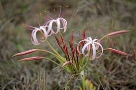 Image result for Crinum buphanoides