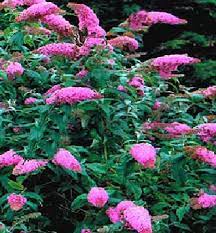 Buddleia Davidii Pink Delight Butterfly Bush Plants Flowers