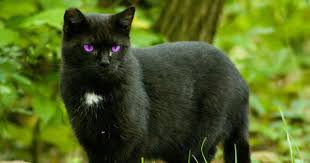 Beautiful Black Cat With Purple Eyes Beautiful Black Cat The Incensewoman Black Cat Breeds Black Cat Cats And Kittens