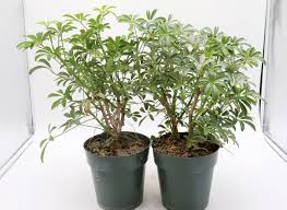 Image result for Schefflera