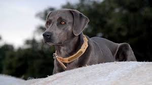 The lacy was first recognized in 2001 by the texas senate. Blue Lacy Price Temperament Life Span