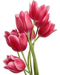 Pin By Giovanna Steenbeek Bruno On Kukkia Flowers In 2020 Flower Png Images Tulips Flowers Tulip Painting
