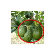 Maybe you would like to learn more about one of these? Avocado Persea Americana