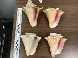 The Queen Conch'S Gambit | Wired