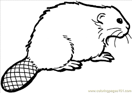 There are many free beaver color by number coloring page in animals color by number coloring pages. Beaver 11 Coloring Page Printable Coloring Page For Kids And Adults Animal Coloring Pages Beaver Coloring Pages For Kids