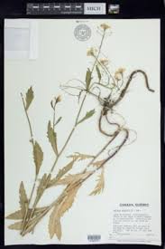 Image result for Rorippa nudiuscula