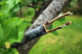 Maybe you would like to learn more about one of these? How To Graft Fruit Trees