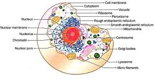 cell structure and functions with diagram