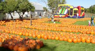 After the sudden death of willis klug, the pumpkin farm had a short absence. Meadowbrook Pumpkin Farm In West Bend Wi