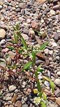 Image result for Persicaria hystricula