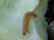 To avoid maggots in apples, spray emerging caterpillars twice using bifenthrin, starting in in spring, the leaves of fruit trees are webbed together and hide green caterpillars inside. Codling Moth Wikipedia