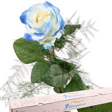 Welcher ist für den rosenanbau besser geeignet, und wie können sie einen weniger geeigneten boden als standort für ihre rosen verbessern? Rose Weiss Blau Blumen Online Deutschlandweit Bestellen Mit Www Blumenfee De Dem Blumenversand