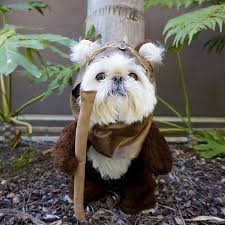 I Bet This Little Guy Could Take On Some Stormtroopers Ewok Dog Costume Cute Dogs Cute Animals