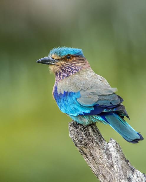 Birdlife and tropical greenery