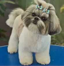 Pin By Kelly Weewon Shih Tzu On Aaa Tzu Rule Shih Tzu Puppy Shih Tzu Dog Cute Animals