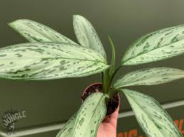 An attractive, easy to care for plant, it is on just about everyones list of best house plants. Aglaonema Silver Bay Kolbenfarben Ein Echter Hingucker Auf Der Fenste 19 90