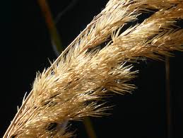 Image result for Agrostis epigejos