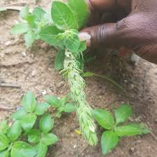 Image result for Justicia flava