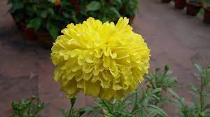 Marigold Flower Click From Science City Kolkata Marigold Flower Flowers Plants