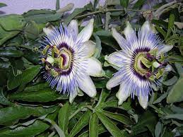 File Passiflora C Jpg Wikimedia Commons Passion Flower Plants Poisonous Plants