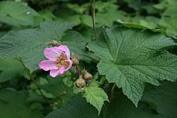 Image result for Rubus kirungensis