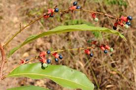 Image result for Gomphia