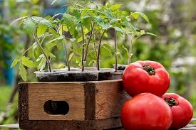 Tomat adalah salah satu tanaman sayuran yang mudah dan sering kita tanam. Cara Menanam Tomato Untuk Anak Benih Pada Tahun 2018 Cara Melakukannya Dengan Betul Jaga Di Rumah Video
