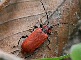 Kafer Mit Ca 350000 Arten Weltweit Stellen Die Kafer Die Artenreichste Tiergruppe Uberhaupt Dar Die Rote Liste Der Kafer Aus Dem Jahr 1 Insekten Tiere Bilder